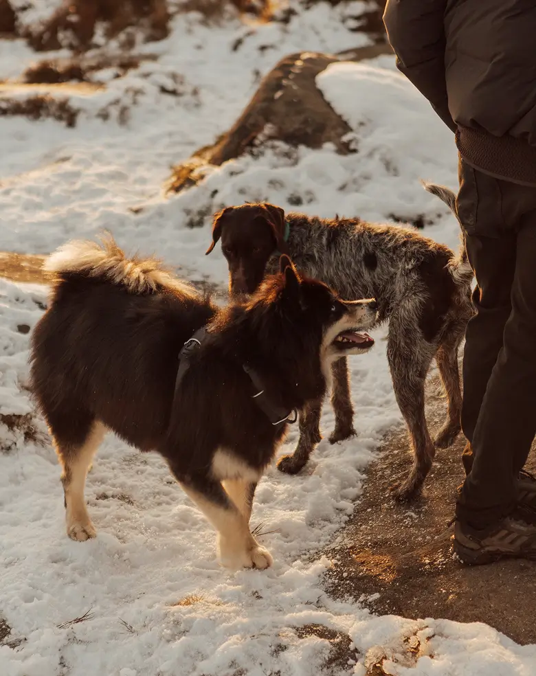 Dog Walking and Grooming